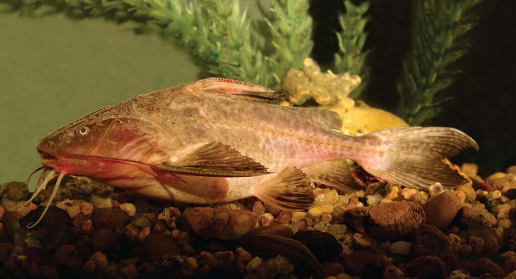 Especies – COMIP