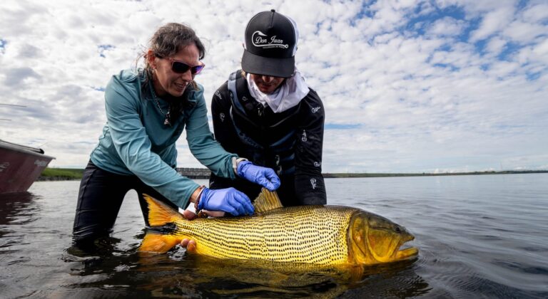 LA COOPERACIÓN BINACIONAL FORTALECE LA CONSERVACIÓN DEL DORADO EN EL RIO PARANA